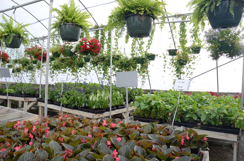 Green Leaf Nursery Glasgow, KY