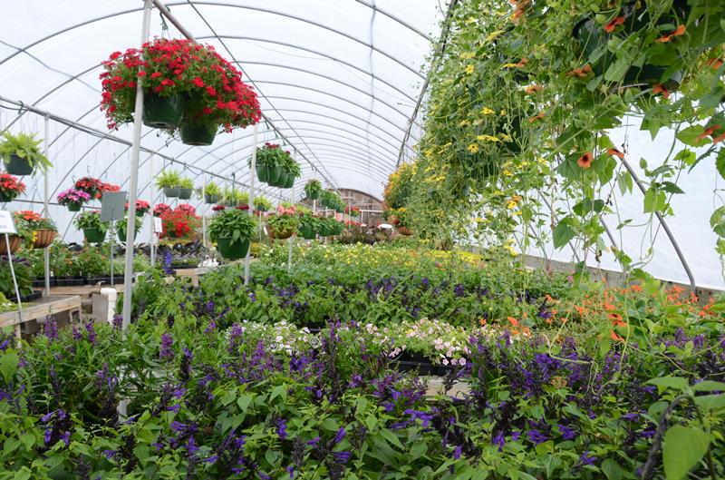 Green Leaf Nursery Glasgow, KY