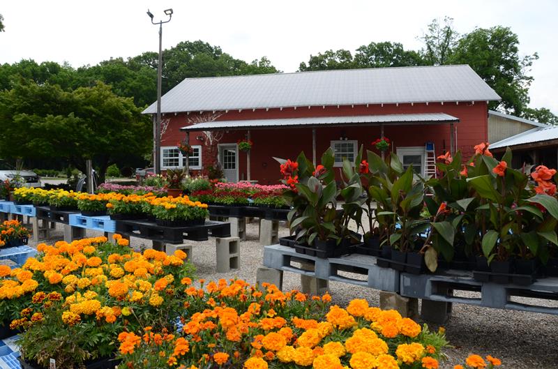 Green Leaf Nursery Glasgow, KY
