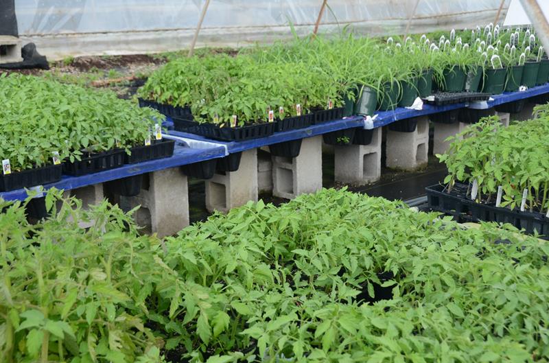 Green Leaf Nursery Glasgow, KY