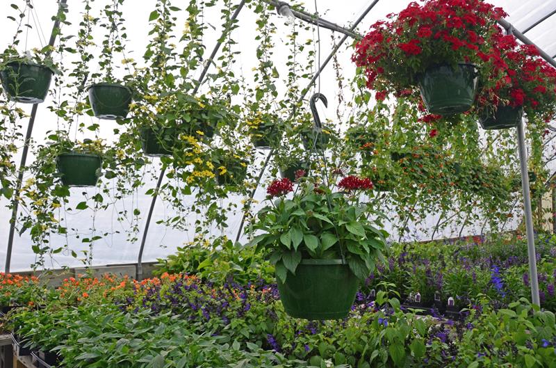 Green Leaf Nursery Glasgow, KY