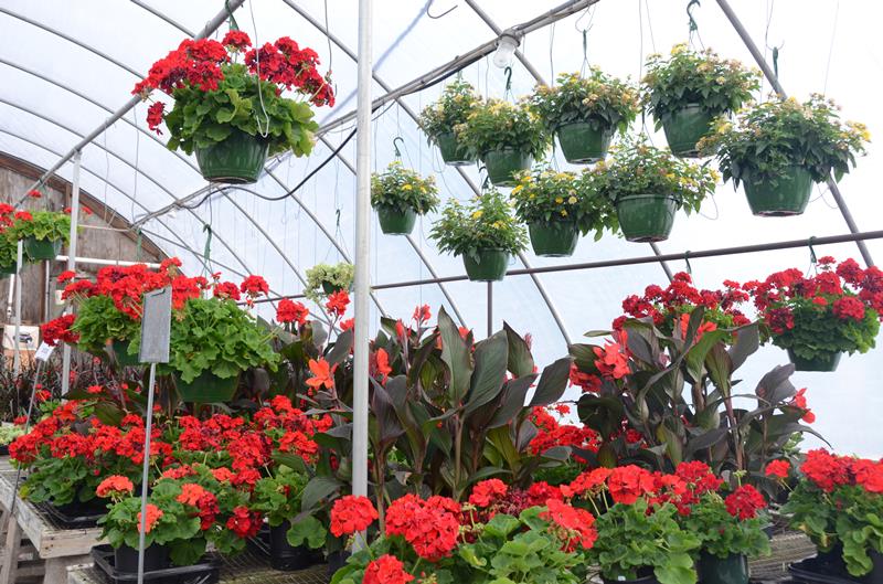 Green Leaf Nursery Glasgow, KY