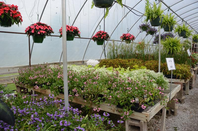 Green Leaf Nursery Glasgow, KY