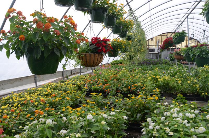 Green Leaf Nursery Glasgow, KY