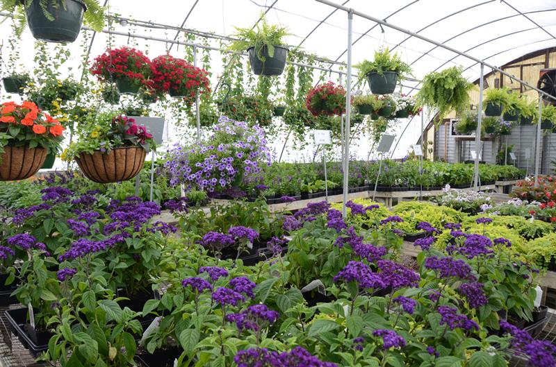 Green Leaf Nursery Glasgow, KY